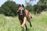 MALINOIS 777